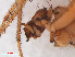  ( - RMNH.ARA.14384)  @12 [ ] CreativeCommons - Attribution Non-Commercial Share-Alike (2012) Unspecified Naturalis, Biodiversity Centre