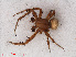  ( - RMNH.ARA.14388)  @12 [ ] CreativeCommons - Attribution Non-Commercial Share-Alike (2012) Unspecified Naturalis, Biodiversity Centre