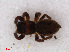  ( - RMNH.ARA.14397)  @12 [ ] CreativeCommons - Attribution Non-Commercial Share-Alike (2012) Unspecified Naturalis, Biodiversity Centre