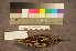  ( - ZMA.AVES.55930)  @11 [ ] CreativeCommons - Attribution Non-Commercial Share-Alike (2013) Unspecified Naturalis Biodiversity Center