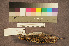  ( - ZMA.AVES.55930)  @11 [ ] CreativeCommons - Attribution Non-Commercial Share-Alike (2013) Unspecified Naturalis Biodiversity Center