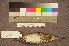  ( - ZMA.AVES.55930)  @11 [ ] CreativeCommons - Attribution Non-Commercial Share-Alike (2013) Unspecified Naturalis Biodiversity Center