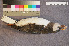  ( - ZMA.AVES.56226)  @11 [ ] CreativeCommons - Attribution Non-Commercial Share-Alike (2013) Unspecified Naturalis Biodiversity Center