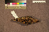  ( - ZMA.AVES.56680)  @11 [ ] CreativeCommons - Attribution Non-Commercial Share-Alike (2013) Unspecified Naturalis Biodiversity Center