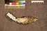  ( - ZMA.AVES.56680)  @11 [ ] CreativeCommons - Attribution Non-Commercial Share-Alike (2013) Unspecified Naturalis Biodiversity Center
