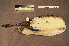  ( - ZMA.AVES.56683)  @11 [ ] CreativeCommons - Attribution Non-Commercial Share-Alike (2013) Unspecified Naturalis Biodiversity Center