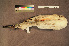  ( - ZMA.AVES.56683)  @11 [ ] CreativeCommons - Attribution Non-Commercial Share-Alike (2013) Unspecified Naturalis Biodiversity Center