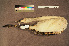  ( - ZMA.AVES.56683)  @11 [ ] CreativeCommons - Attribution Non-Commercial Share-Alike (2013) Unspecified Naturalis Biodiversity Center
