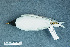  ( - ZMA.AVES.57226)  @11 [ ] CreativeCommons - Attribution Non-Commercial Share-Alike (2013) Unspecified Naturalis Biodiversity Center