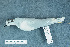  ( - ZMA.AVES.58225)  @11 [ ] CreativeCommons - Attribution Non-Commercial Share-Alike (2013) Unspecified Naturalis Biodiversity Center