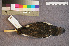  ( - ZMA.AVES.58226)  @11 [ ] CreativeCommons - Attribution Non-Commercial Share-Alike (2013) Unspecified Naturalis Biodiversity Center