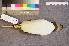  ( - ZMA.AVES.58226)  @11 [ ] CreativeCommons - Attribution Non-Commercial Share-Alike (2013) Unspecified Naturalis Biodiversity Center