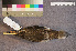  ( - ZMA.AVES.58227)  @11 [ ] CreativeCommons - Attribution Non-Commercial Share-Alike (2013) Unspecified Naturalis Biodiversity Center
