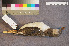  ( - ZMA.AVES.58227)  @11 [ ] CreativeCommons - Attribution Non-Commercial Share-Alike (2013) Unspecified Naturalis Biodiversity Center