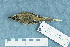  ( - ZMA.AVES.58278)  @13 [ ] CreativeCommons - Attribution Non-Commercial Share-Alike (2013) Unspecified Naturalis Biodiversity Center