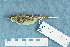  ( - ZMA.AVES.58278)  @13 [ ] CreativeCommons - Attribution Non-Commercial Share-Alike (2013) Unspecified Naturalis Biodiversity Center