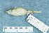  ( - ZMA.AVES.58278)  @13 [ ] CreativeCommons - Attribution Non-Commercial Share-Alike (2013) Unspecified Naturalis Biodiversity Center