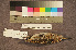  ( - ZMA.AVES.58293)  @11 [ ] CreativeCommons - Attribution Non-Commercial Share-Alike (2013) Unspecified Naturalis Biodiversity Center