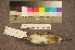  ( - ZMA.AVES.58293)  @11 [ ] CreativeCommons - Attribution Non-Commercial Share-Alike (2013) Unspecified Naturalis Biodiversity Center