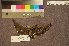  ( - ZMA.AVES.58304)  @11 [ ] CreativeCommons - Attribution Non-Commercial Share-Alike (2013) Unspecified Naturalis Biodiversity Center