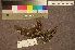  ( - ZMA.AVES.58304)  @11 [ ] CreativeCommons - Attribution Non-Commercial Share-Alike (2013) Unspecified Naturalis Biodiversity Center