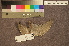  ( - ZMA.AVES.58304)  @11 [ ] CreativeCommons - Attribution Non-Commercial Share-Alike (2013) Unspecified Naturalis Biodiversity Center