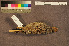  ( - ZMA.AVES.58738)  @11 [ ] CreativeCommons - Attribution Non-Commercial Share-Alike (2013) Unspecified Naturalis Biodiversity Center