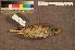 ( - ZMA.AVES.58738)  @11 [ ] CreativeCommons - Attribution Non-Commercial Share-Alike (2013) Unspecified Naturalis Biodiversity Center