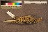  ( - ZMA.AVES.58739)  @11 [ ] CreativeCommons - Attribution Non-Commercial Share-Alike (2013) Unspecified Naturalis Biodiversity Center