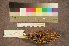  ( - ZMA.AVES.58775)  @11 [ ] CreativeCommons - Attribution Non-Commercial Share-Alike (2013) Unspecified Naturalis Biodiversity Center