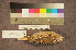  ( - ZMA.AVES.58775)  @11 [ ] CreativeCommons - Attribution Non-Commercial Share-Alike (2013) Unspecified Naturalis Biodiversity Center