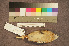  ( - ZMA.AVES.58775)  @11 [ ] CreativeCommons - Attribution Non-Commercial Share-Alike (2013) Unspecified Naturalis Biodiversity Center