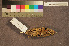  ( - ZMA.AVES.58776)  @11 [ ] CreativeCommons - Attribution Non-Commercial Share-Alike (2013) Unspecified Naturalis Biodiversity Center