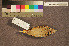  ( - ZMA.AVES.58776)  @11 [ ] CreativeCommons - Attribution Non-Commercial Share-Alike (2013) Unspecified Naturalis Biodiversity Center