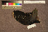  ( - ZMA.AVES.58784)  @11 [ ] CreativeCommons - Attribution Non-Commercial Share-Alike (2013) Unspecified Naturalis Biodiversity Center