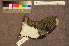  ( - ZMA.AVES.58784)  @11 [ ] CreativeCommons - Attribution Non-Commercial Share-Alike (2013) Unspecified Naturalis Biodiversity Center