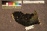  ( - ZMA.AVES.58785)  @11 [ ] CreativeCommons - Attribution Non-Commercial Share-Alike (2013) Unspecified Naturalis Biodiversity Center