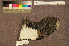  ( - ZMA.AVES.58787)  @11 [ ] CreativeCommons - Attribution Non-Commercial Share-Alike (2013) Unspecified Naturalis Biodiversity Center