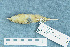  ( - ZMA.AVES.58809)  @13 [ ] CreativeCommons - Attribution Non-Commercial Share-Alike (2013) Unspecified Naturalis Biodiversity Center