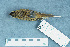  ( - ZMA.AVES.58810)  @13 [ ] CreativeCommons - Attribution Non-Commercial Share-Alike (2013) Unspecified Naturalis Biodiversity Center