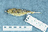  ( - ZMA.AVES.58862)  @13 [ ] CreativeCommons - Attribution Non-Commercial Share-Alike (2013) Unspecified Naturalis Biodiversity Center