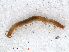  ( - RMNH.CHIL.679)  @11 [ ] CreativeCommons - Attribution Non-Commercial Share-Alike (2013) Unspecified Naturalis Biodiversity Center