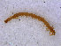  ( - RMNH.CHIL.684)  @11 [ ] CreativeCommons - Attribution Non-Commercial Share-Alike (2013) Unspecified Naturalis Biodiversity Center