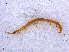  ( - RMNH.CHIL.686)  @11 [ ] CreativeCommons - Attribution Non-Commercial Share-Alike (2013) Unspecified Naturalis Biodiversity Center