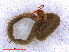 ( - RMNH.CHIL.703)  @11 [ ] CreativeCommons - Attribution Non-Commercial Share-Alike (2013) Unspecified Naturalis Biodiversity Center