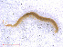  ( - RMNH.CHIL.704)  @11 [ ] CreativeCommons - Attribution Non-Commercial Share-Alike (2013) Unspecified Naturalis Biodiversity Center