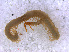  ( - RMNH.CHIL.705)  @11 [ ] CreativeCommons - Attribution Non-Commercial Share-Alike (2013) Unspecified Naturalis Biodiversity Center