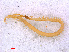  ( - RMNH.CHIL.719)  @11 [ ] CreativeCommons - Attribution Non-Commercial Share-Alike (2013) Unspecified Naturalis Biodiversity Center
