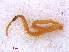  ( - RMNH.CHIL.720)  @11 [ ] CreativeCommons - Attribution Non-Commercial Share-Alike (2013) Unspecified Naturalis Biodiversity Center