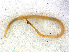  ( - RMNH.CHIL.733)  @11 [ ] CreativeCommons - Attribution Non-Commercial Share-Alike (2013) Unspecified Naturalis Biodiversity Center